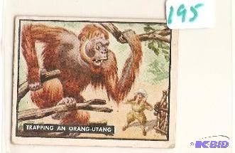1950 Trading Card Bring Em Back Alive