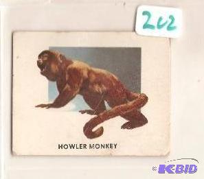 1951 Animals of the World Trading Card