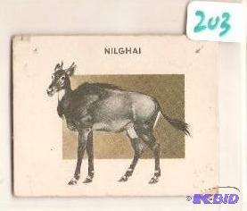 1951 Animals of the World Trading Card