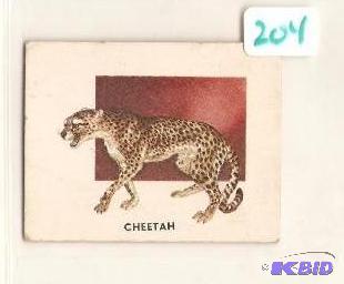 1951 Animals of the World Trading Card