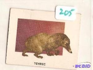 1951 Animals of the World Trading Card