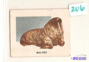 1951 Animals of the World Trading Card