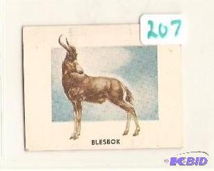 1951 Animals of the World Trading Card