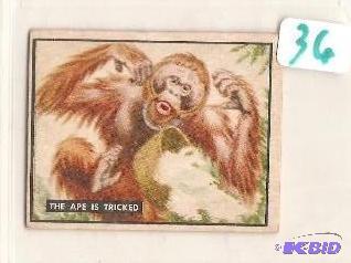 1950 Trading Card Bring Em Back Alive