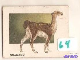 1951 Animals of the World Trading Card