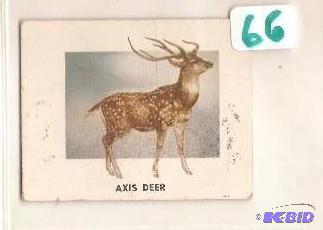 1951 Animals of the World Trading Card