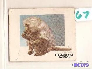 1951 Animals of the World Trading Card