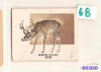1951 Animals of the World Trading Card
