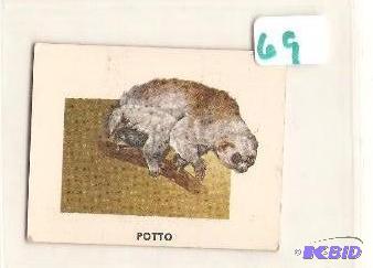 1951 Animals of the World Trading Card