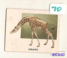 1951 Animals of the World Trading Card