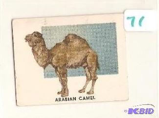 1951 Animals of the World Trading Card