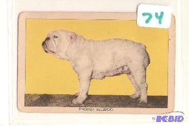 1949 Sgt. Preston Challenge of the Yukon Dog Card
