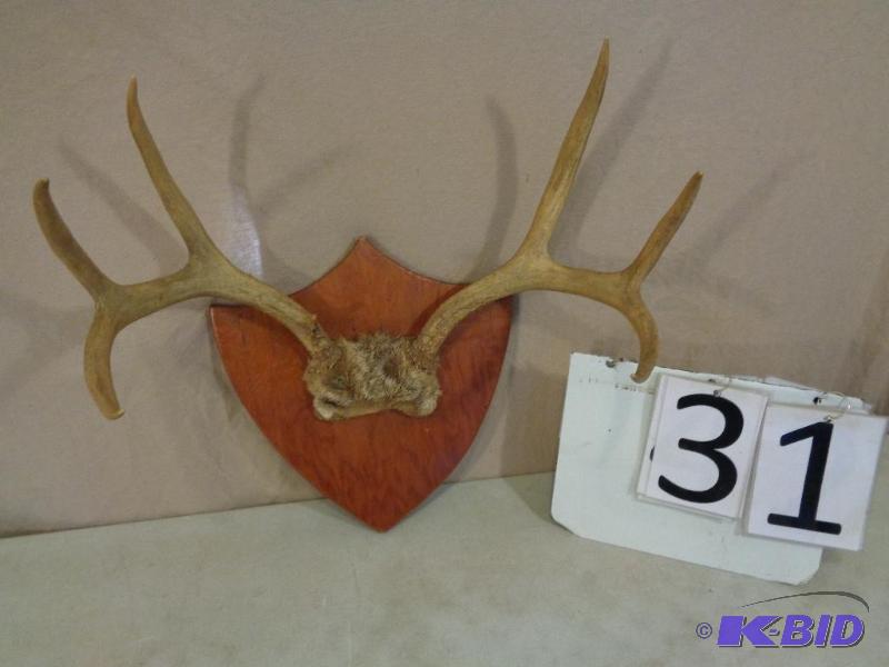 lot 31 image: Antlers. Marked &quotShot in Wyoming 1961&qu...
