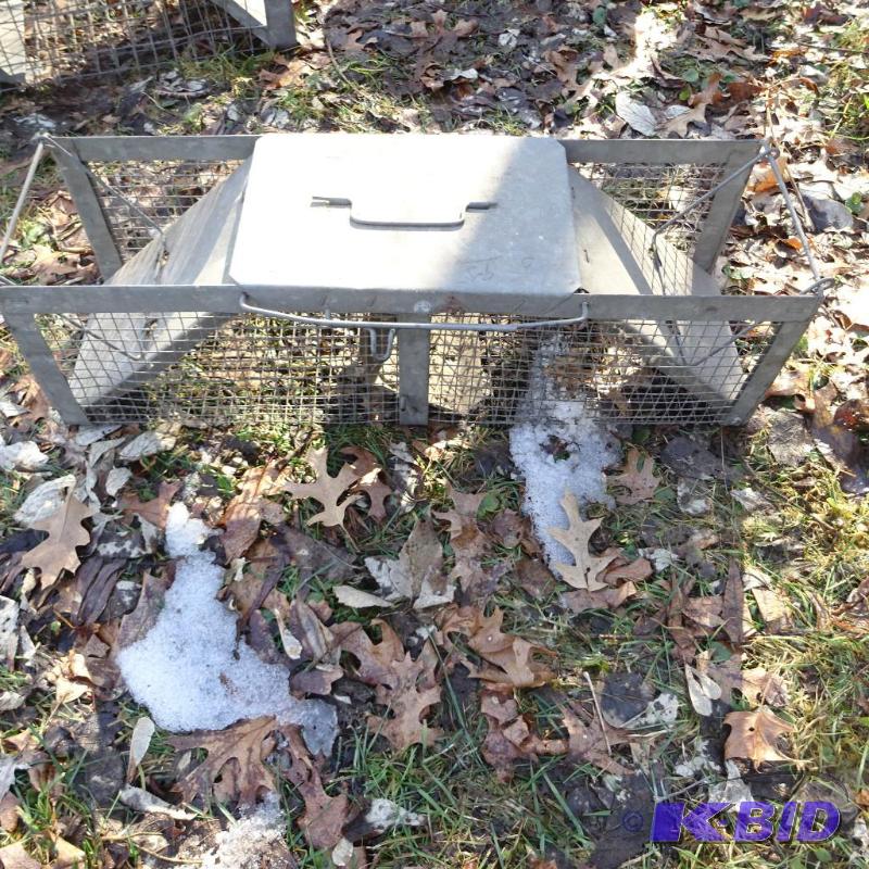 lot 238 image: Small Live Trap...