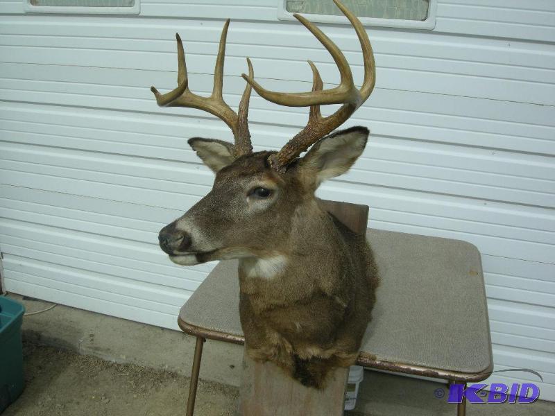lot 11 image: Buck mount