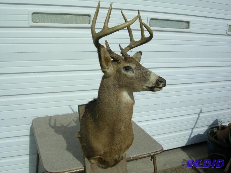 lot 8 image: Buck Mount