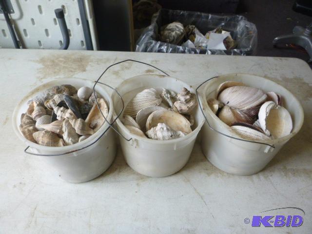 Three Pails of Seashells&nbsp...