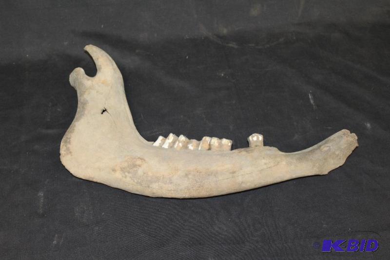 lot 311 image: Jaw Bone ...