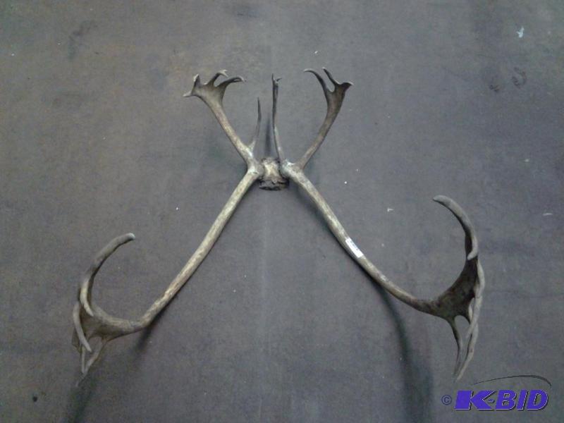 lot 46 image: Caribou Antler Rack
