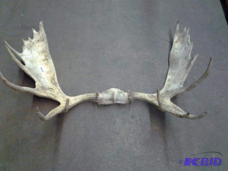 lot 47 image: Moose Antler Rack
