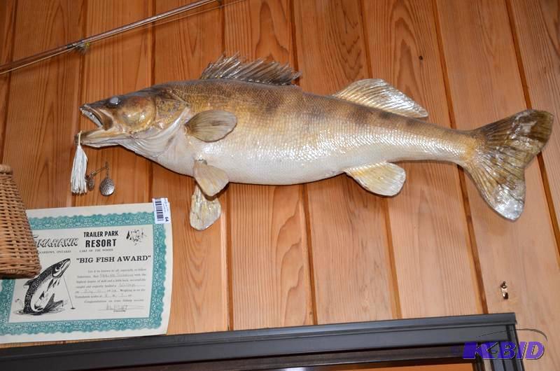 lot 64 image: Big Trophy Walleye mount taxidermy - great fo...