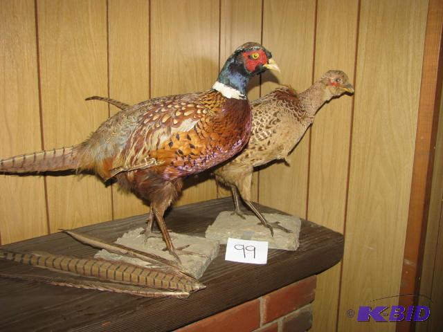 lot 99 image: two pheasant taxidermy pieces in fair shape g...