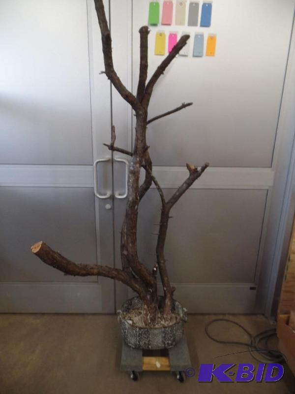 Decorative Tree with Metal Pot