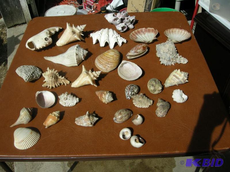 lot 142 image: Shell collection