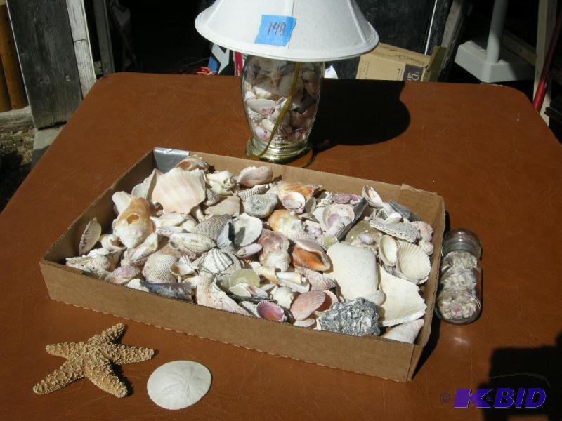 lot 148 image: Misc seashells