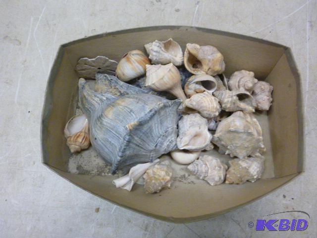 Box of Sea Shells...