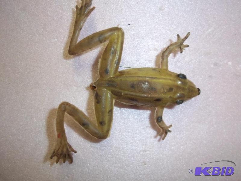 lot 173 image: Vintage Frog lure see photos for size and mor...