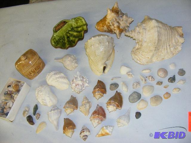 lot 231 image: sea shells...