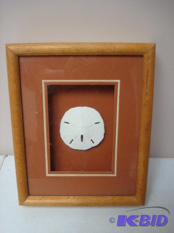 lot 36 image: Sand Dollar In Frame...