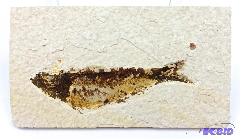 Genuine nice large Knightia fossil fish