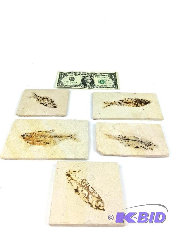 Genuine nice large LOT OF 5 Knightia fossil fish