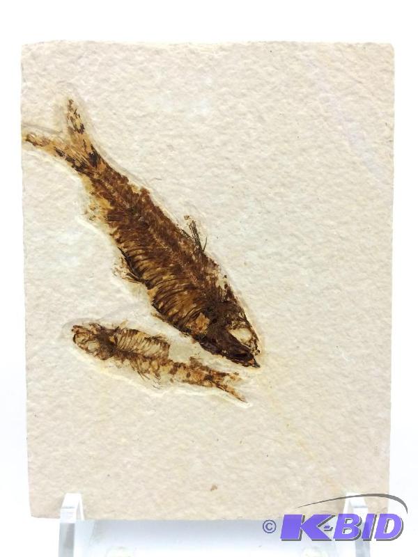 Genuine nice large Knightia fossil fish