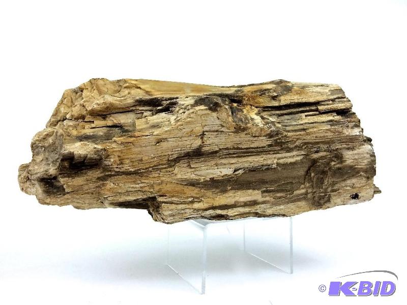 Museum quality petrified wood specimen