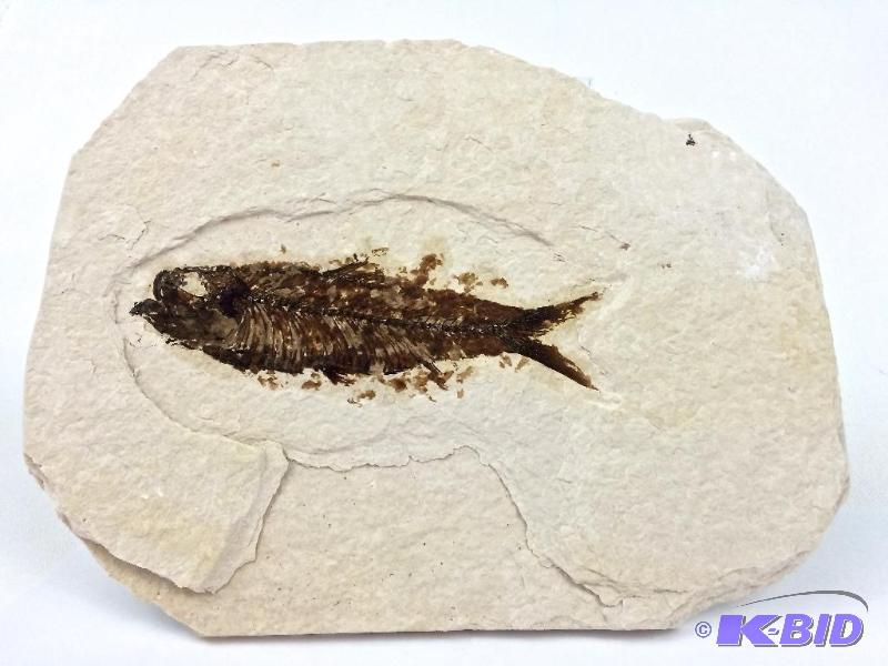 2 for 1 Genuine nice large Knightia fossil fish 
