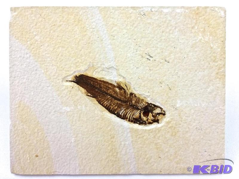 Genuine nice large Knightia fossil fish 