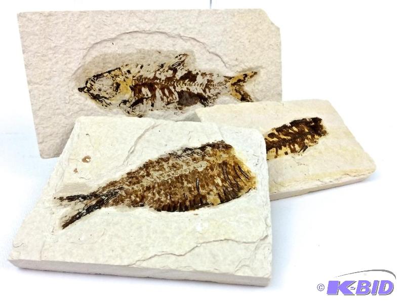 Lage lot of 3 fish fossils