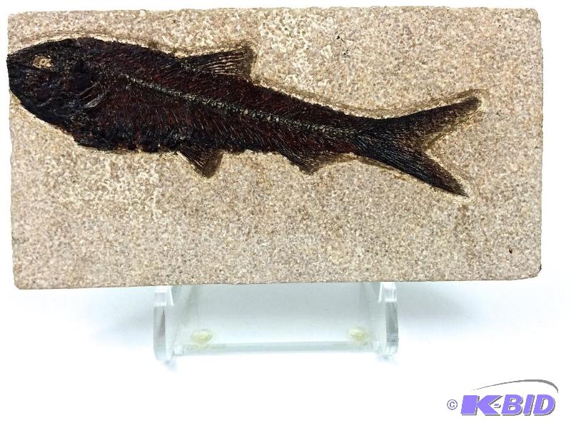 Museum quality Genuine nice large Knightia fossil fish