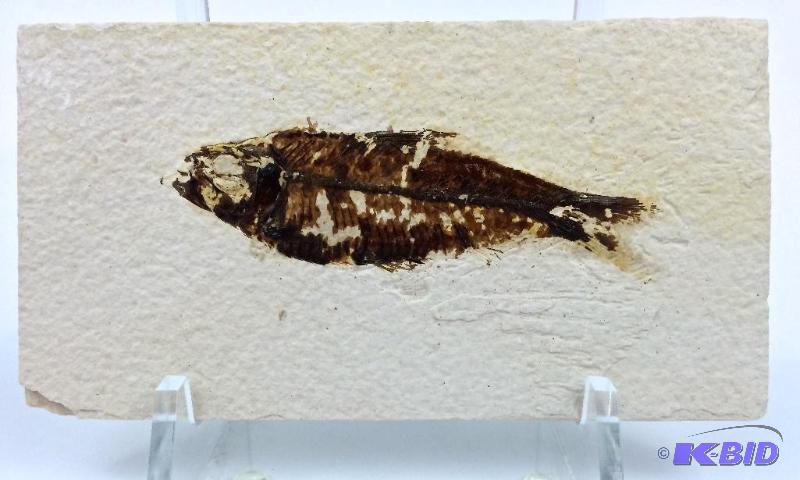 Genuine nice large Knightia fossil fish 