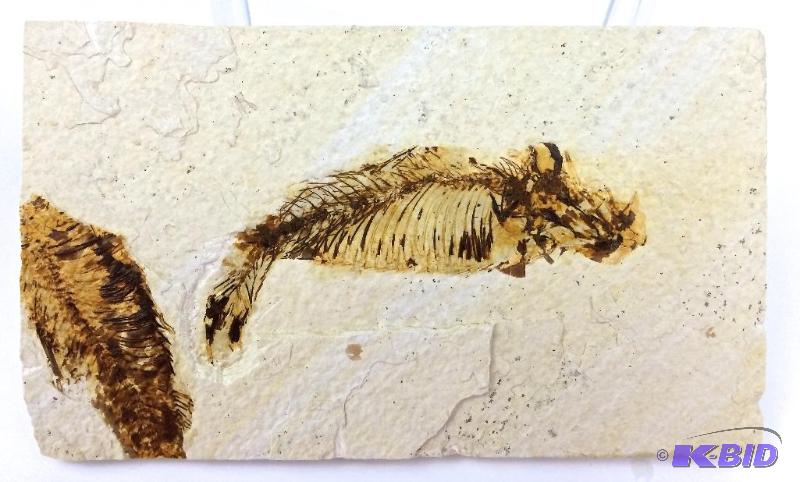 genuine nice large Knightia fossil fish