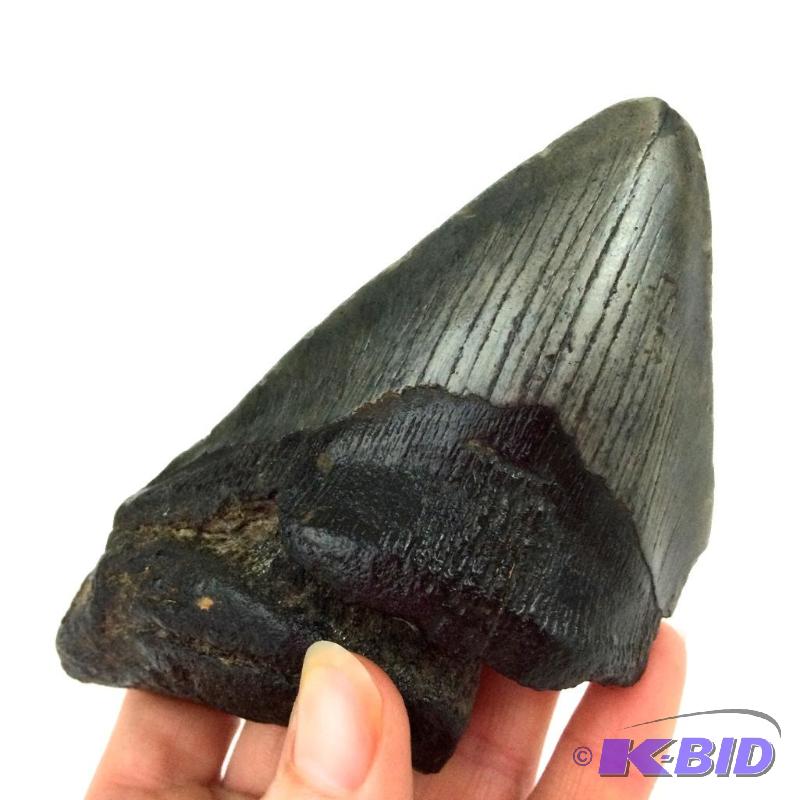 Museum quality Megalodon Tooth Fossil Extinct Prehistoric Shark Tooth