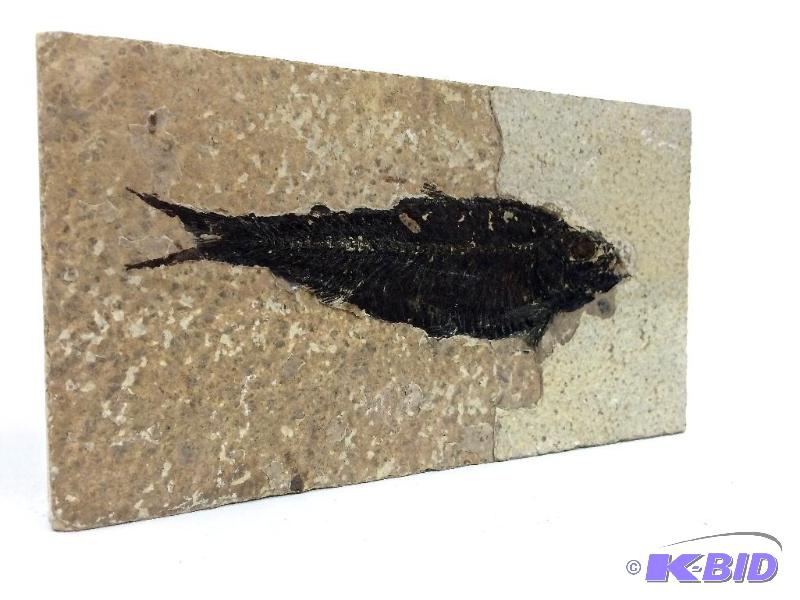 Museum quality Genuine nice large Knightia fossil fish