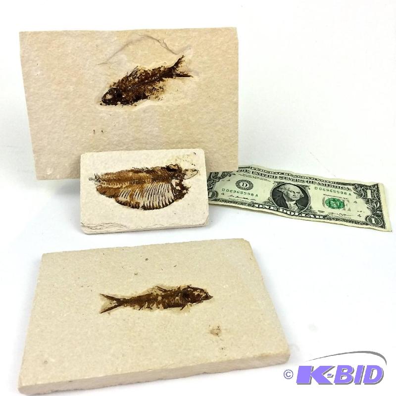 Lot of 3 Genuine nice large Knightia fossils of fish
