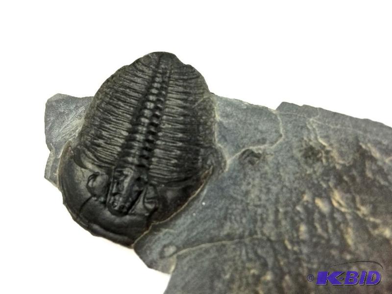 Trilobite fossil specimen
