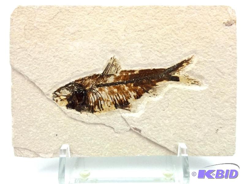 Knightia fossil fish