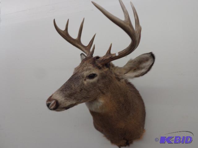 lot 69 image: Deer Mount   10 point buck  Shoulder mount  N...