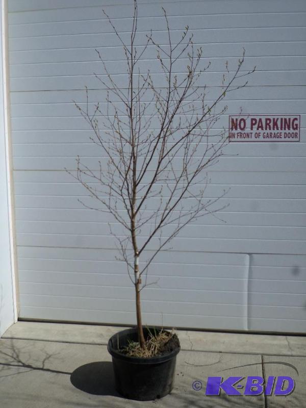 (1) 6ft Birch Tree, 5-Gallon Pot, Ready To Pl...